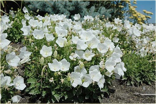 Dzwonek karpacki Pristar biały Campanula carpatica white