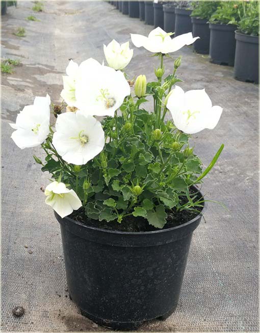 Dzwonek karpacki Pristar biały Campanula carpatica white