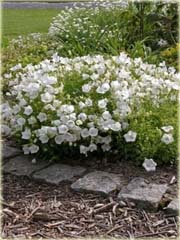 Dzwonek karpacki Pristar biały Campanula carpatica white
