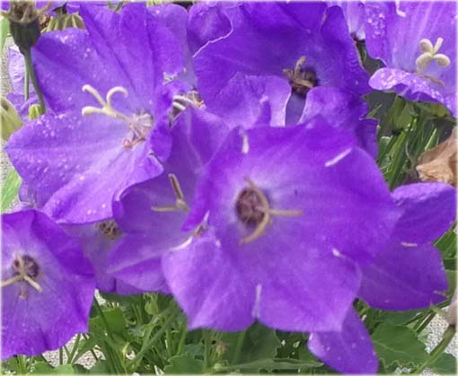Dzwonek karpacki Pristar Deep Blue Campanula carpatica