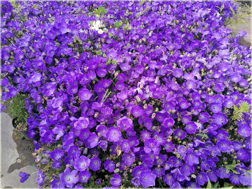 Dzwonek karpacki Pristar Deep Blue Campanula carpatica