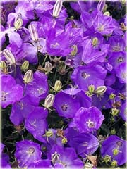 Dzwonek karpacki Pristar Deep Blue Campanula carpatica