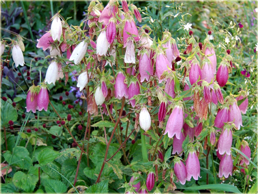 Dzwonek kropkowany Campanula punctata logo