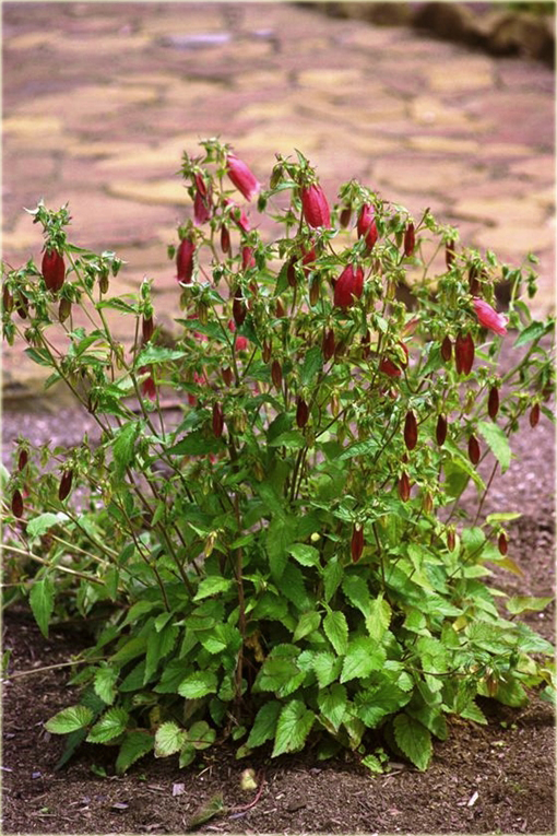 Dzwonek kropkowany Campanula punctata logo