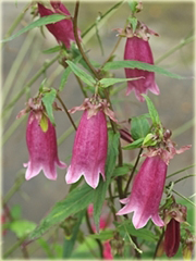 Dzwonek kropkowany Campanula punctata logo