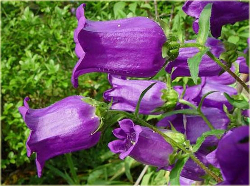Dzwonek ogrodowy Campanula medium