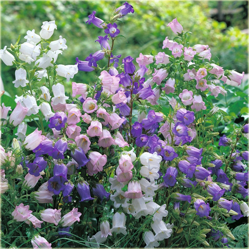 Dzwonek ogrodowy Campanula medium