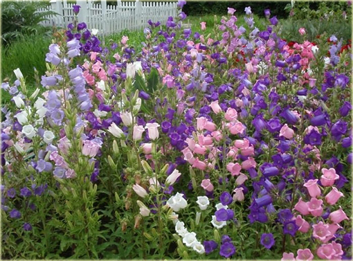 Dzwonek ogrodowy Campanula medium