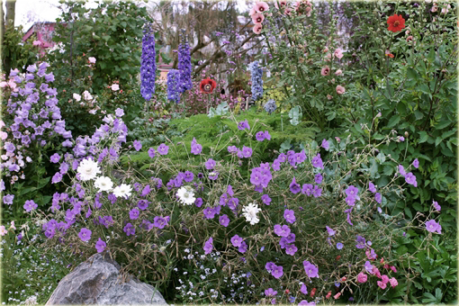 Dzwonek ogrodowy Campanula medium