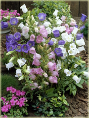 Dzwonek ogrodowy Campanula medium