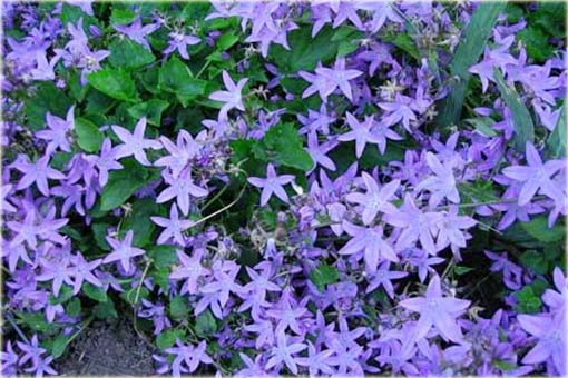 Dzwonek Poszarskiego Campanula poscharskyana