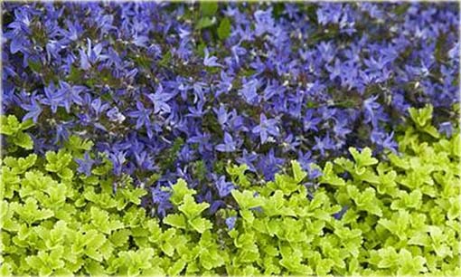 Dzwonek Poszarskiego Campanula poscharskyana