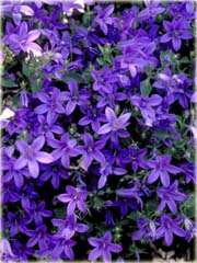 Dzwonek Poszarskiego Campanula poscharskyana 