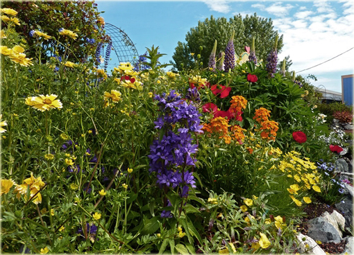 Dzwonek skupiony Campanula glomerata