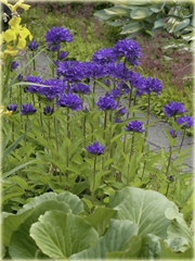 Dzwonek skupiony Campanula glomerata