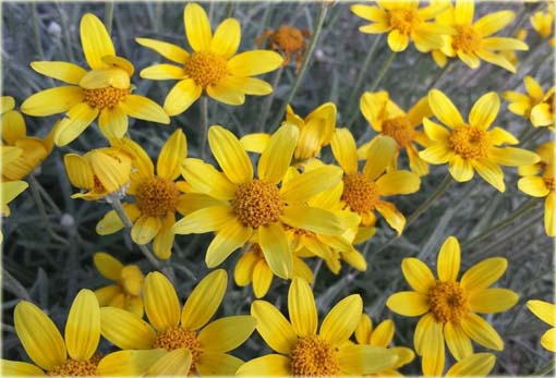 Eriofil wełnisty Eriophyllum lanatum