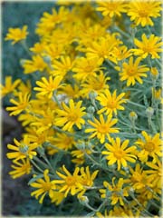 Eriofil wełnisty Eriophyllum lanatum