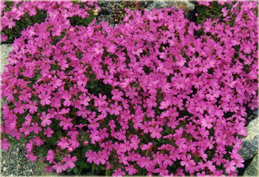 Erynus alpejski Erinus alpinus