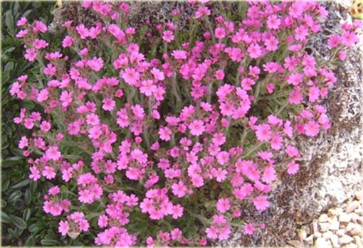 Erynus alpejski Erinus alpinus