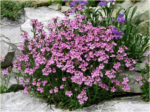 Erynus alpejski Erinus alpinus