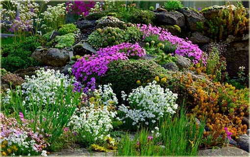 Erynus alpejski Erinus alpinus