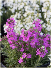 Erynus alpejski Erinus alpinus