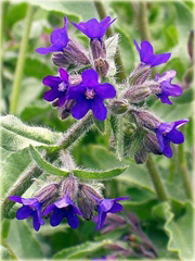 Farbownik Lekarski Anchusa officinalis