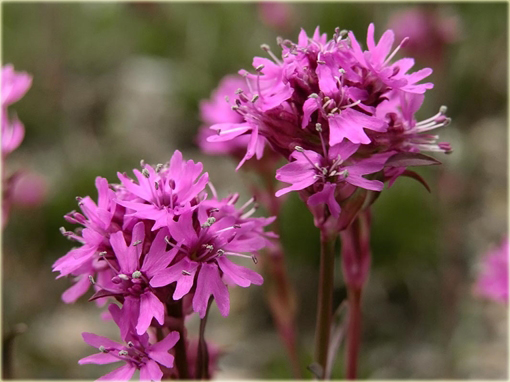 Firletka alpejska Lychnis alpina