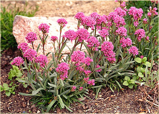 Firletka alpejska Lychnis alpina