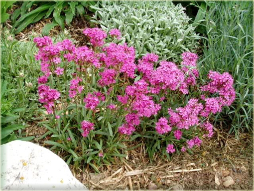 Firletka alpejska Lychnis alpina