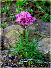 Firletka alpejska Lychnis alpina