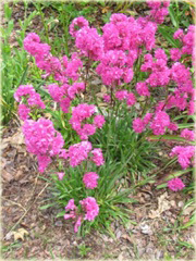 Firletka smółka Lychnis viscaria plena