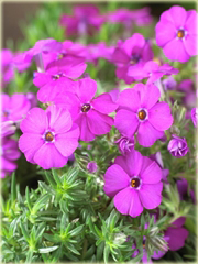 Firletka alpejska Lychnis alpina