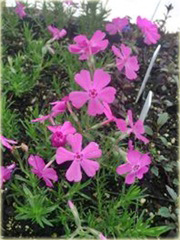 Floks płomyk szydlasty Mac Daniels Cushion Phlox subulata