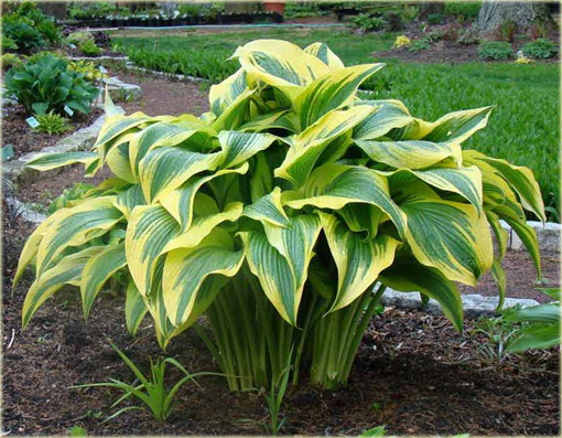 Funkia Aureomarginata  Hosta aureomarginata 