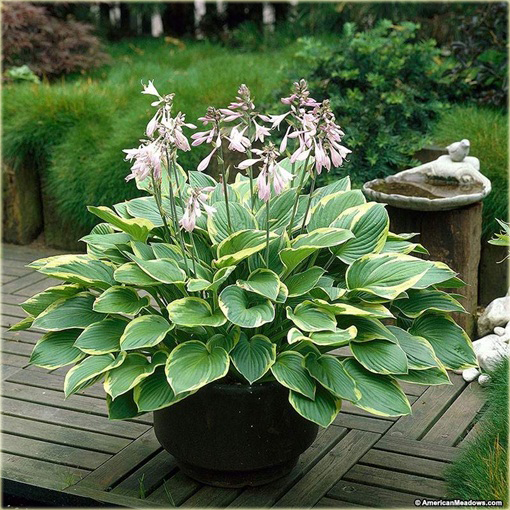 Funkia Aureomarginata  Hosta aureomarginata 