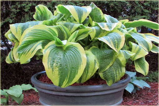 Funkia Aureomarginata  Hosta aureomarginata 