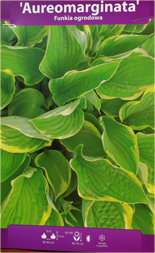 Funkia Aureomarginata  Hosta aureomarginata 