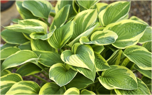 Funkia Aureomarginata  Hosta aureomarginata 