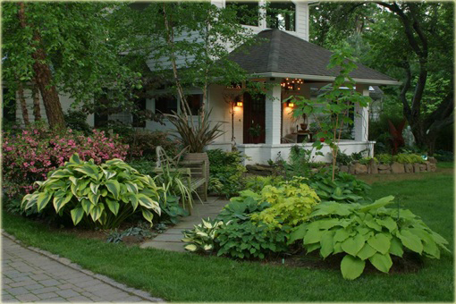 Funkia Aureomarginata  Hosta aureomarginata 