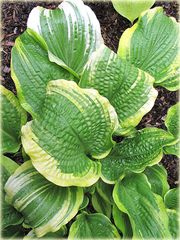 Funkia Aureomarginata  Hosta aureomarginata 
