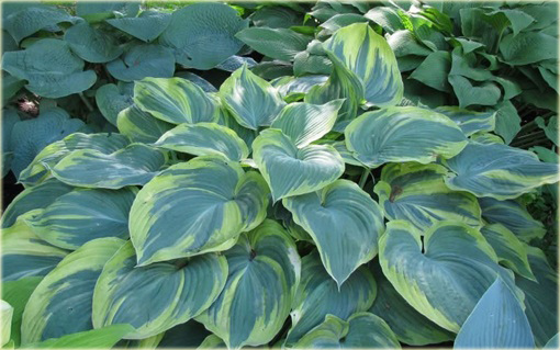 Funkia Earth Angel  Hosta Earth Angel 