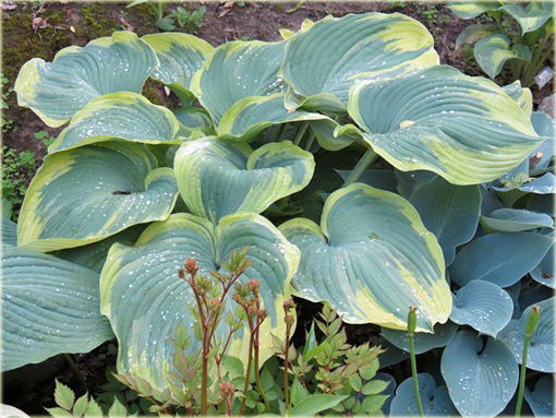 Funkia Earth Angel  Hosta Earth Angel 