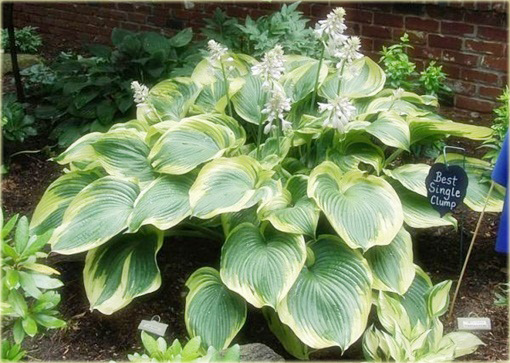 Funkia Earth Angel  Hosta Earth Angel 