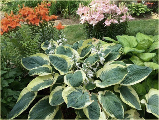 Funkia Earth Angel  Hosta Earth Angel 