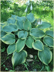 Funkia Earth Angel  Hosta Earth Angel 
