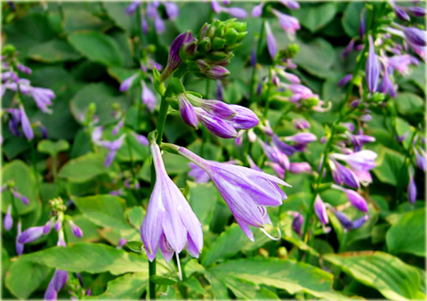Funkia japońska Hosta japonica