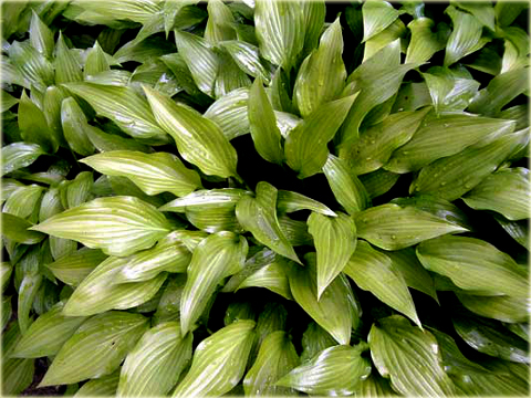 Funkia japońska Hosta japonica