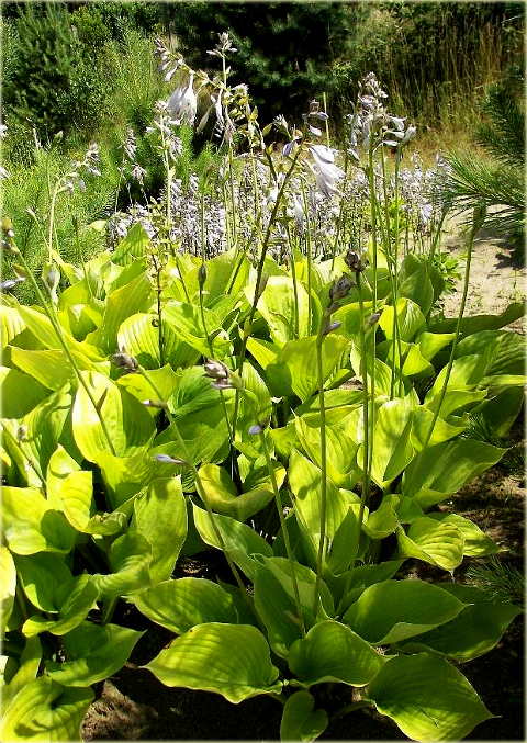 Funkia japońska Hosta japonica