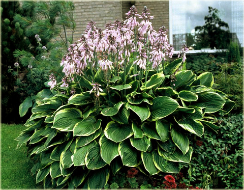 Funkia japońska Hosta japonica